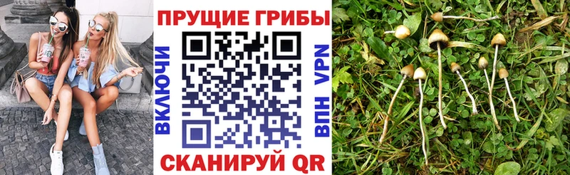 блэк спрут ссылки  даркнет сайт  Махачкала  Псилоцибиновые грибы Cubensis 